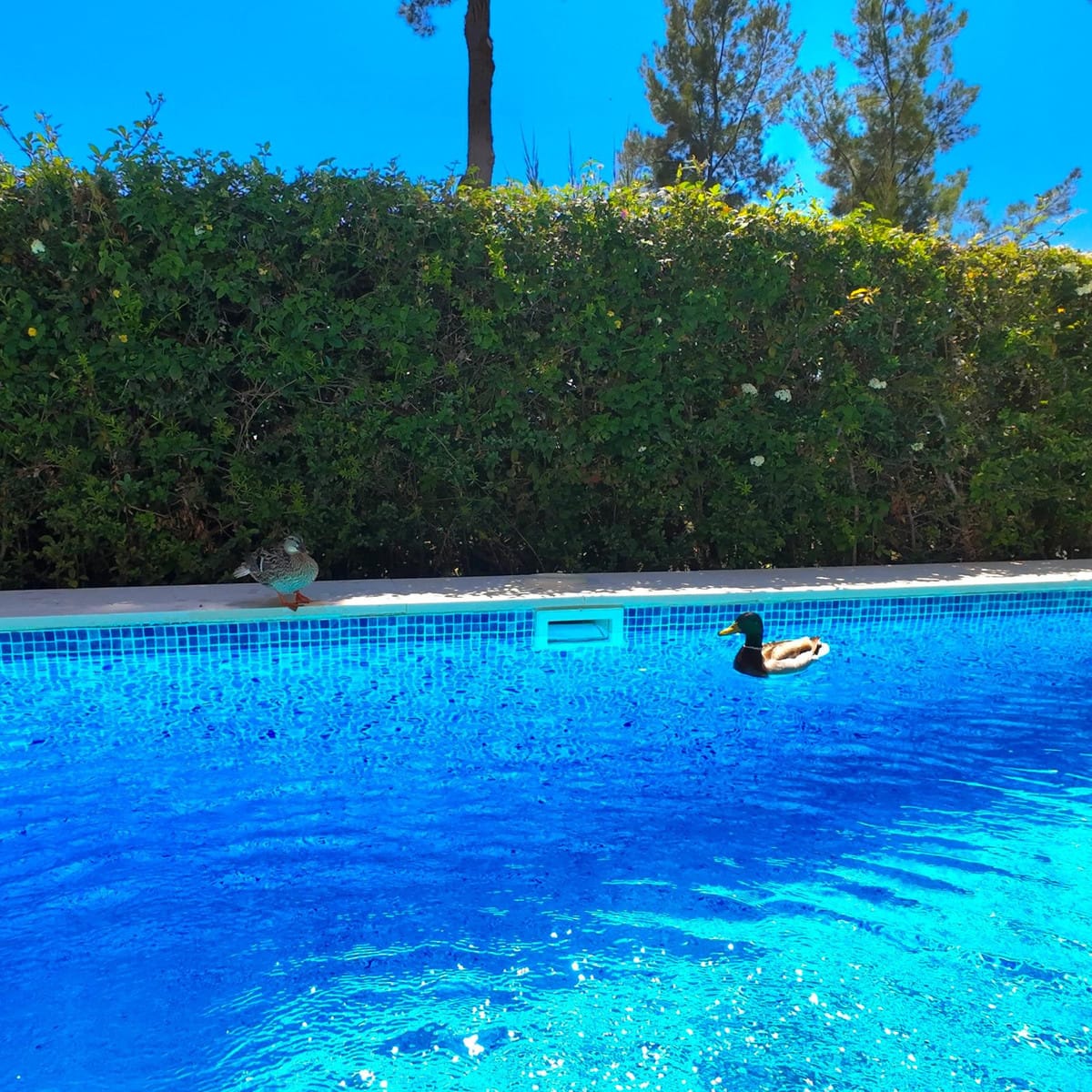 Villa met 4 slaapkamers in Estepona in Estepona - foto 8