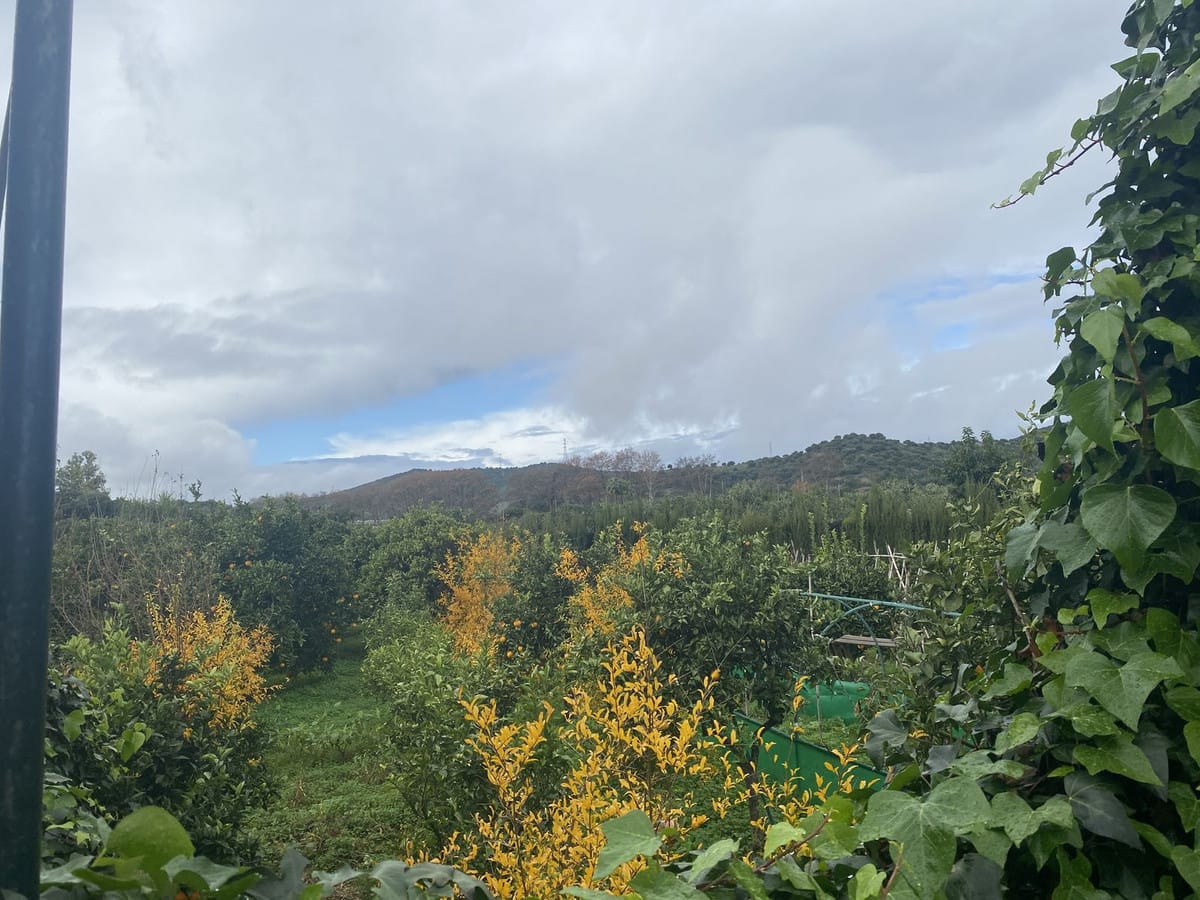 Perceel met woning en landbouwgrond in Sotogrande, Cádiz in Sotogrande - foto 14