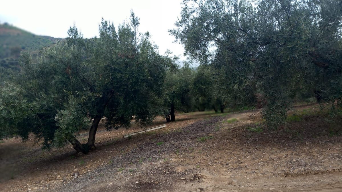 3-slaapkamer Finca in Riogordo, Málaga in Riogordo - foto 17