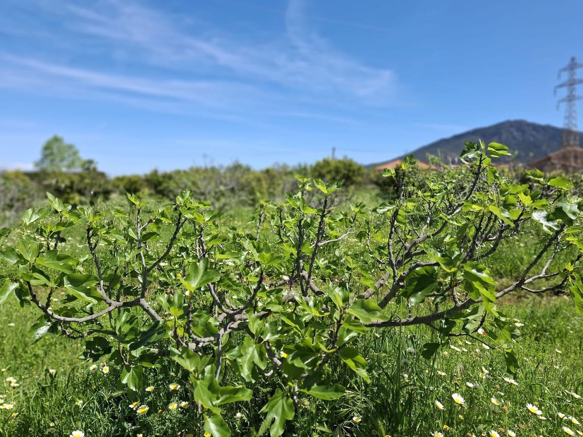 Kavel te koop in Alhaurín de la Torre in Alhaurín de la Torre - foto 13