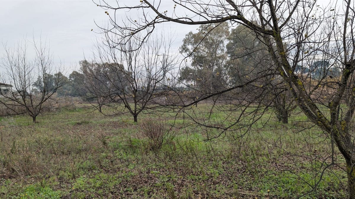 Kavels met pecan- en walnootbomen te koop in Campiñuela, Alhaurín el Grande (Málaga) in Alhaurín el Grande - foto 11