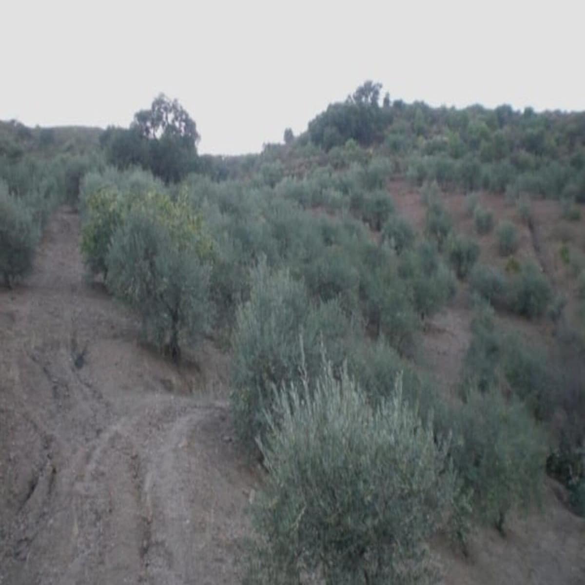 Kavel in Monda in Monda - foto 10