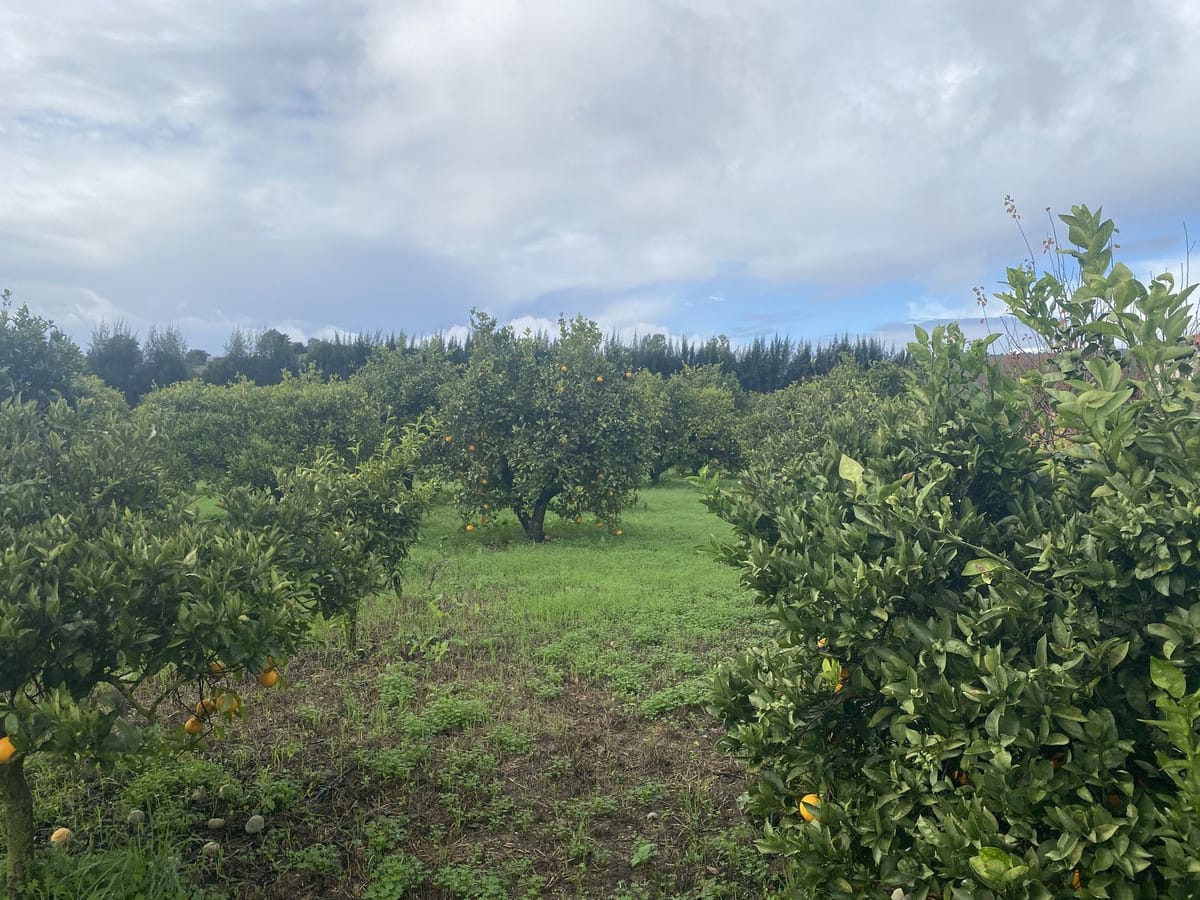 Perceel met woning en landbouwgrond in Sotogrande, Cádiz in Sotogrande - foto 18