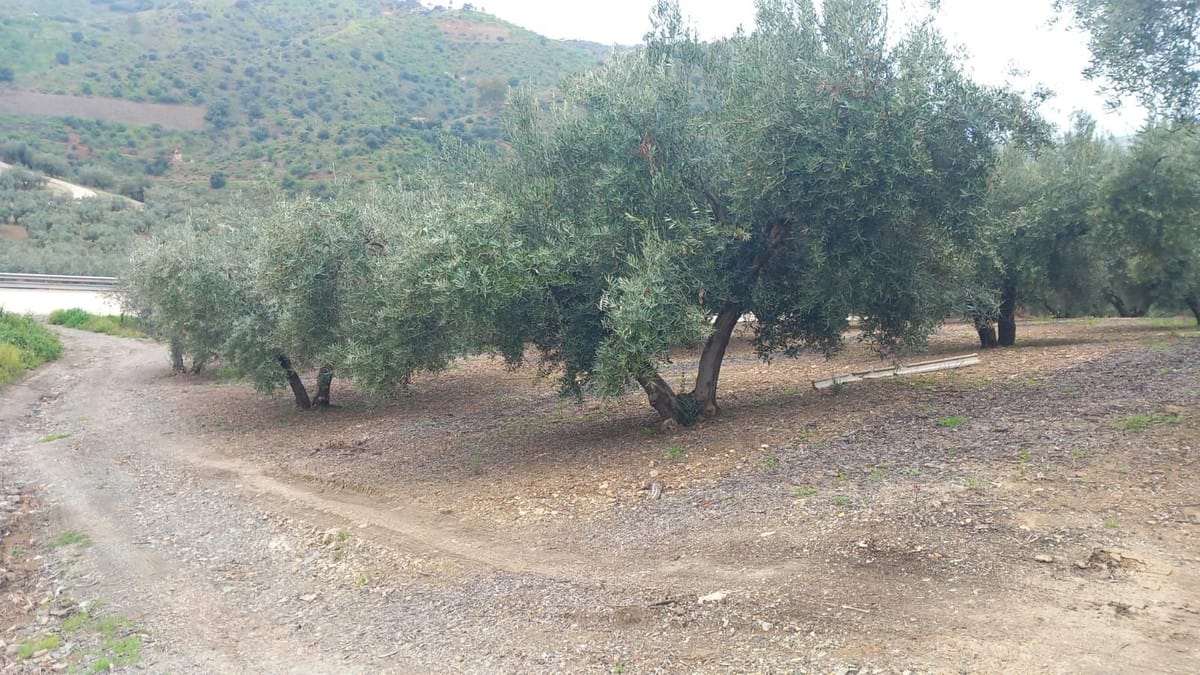 3-slaapkamer Finca in Riogordo, Málaga in Riogordo - foto 18