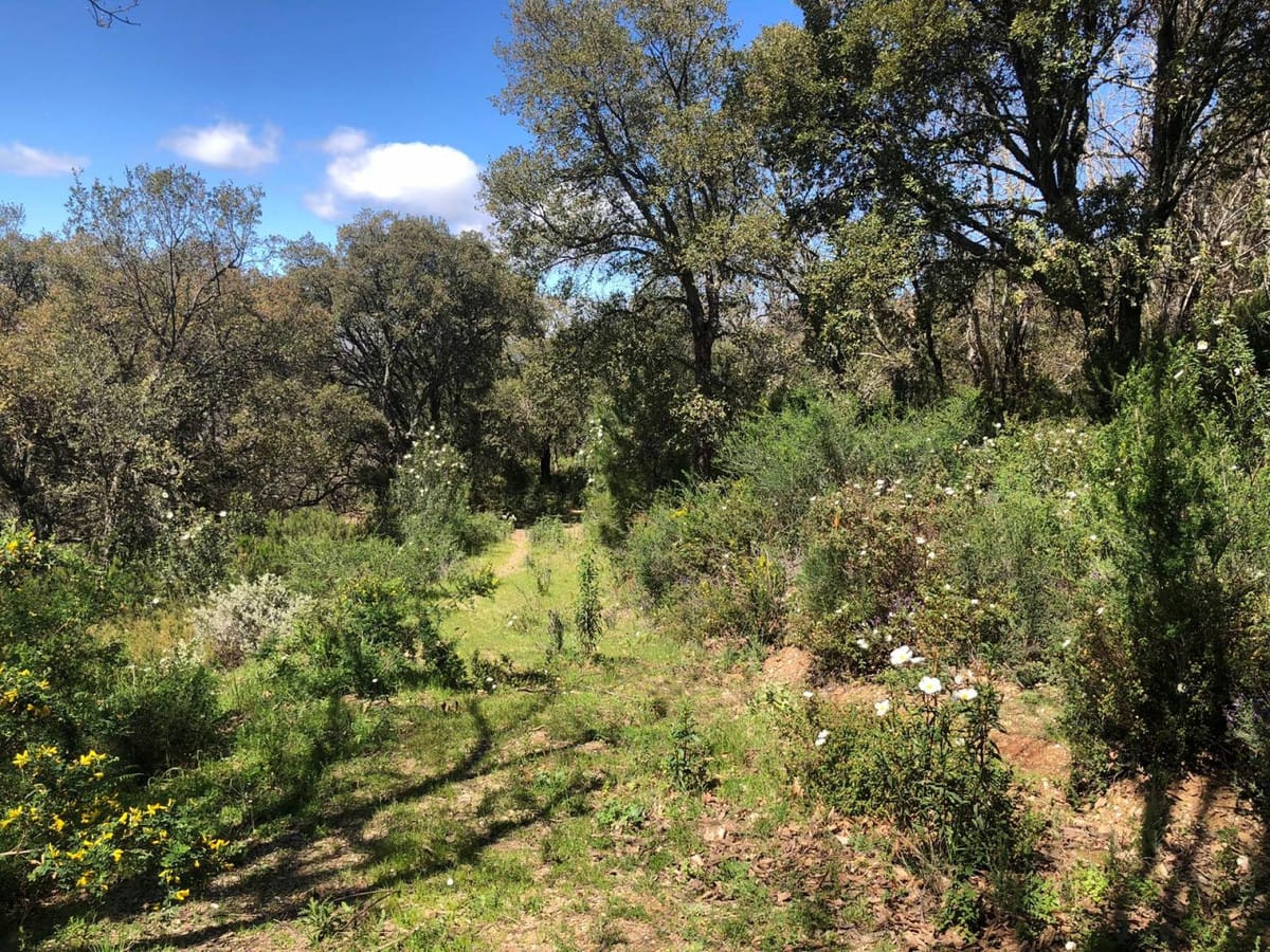 Kavel in Gaucín te koop – twee kavels, totaal 83.000 m2 in Gaucín - foto 4