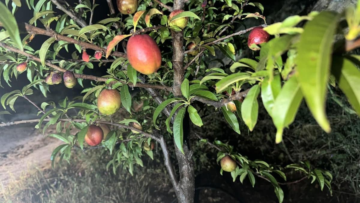 Kavel van 18.000 m² met avocado- en fruitboomgaard in Alhaurín el Grande in Alhaurín el Grande - foto 11