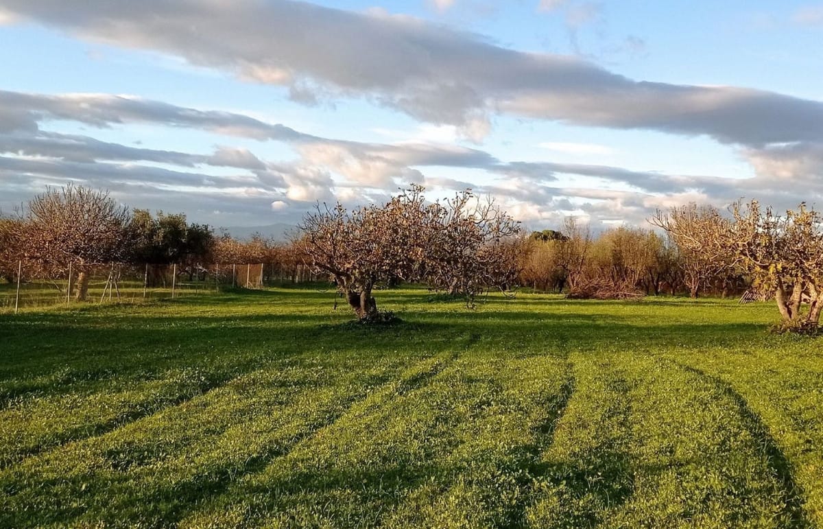 Perceel in Alhaurín el Grande in Alhaurín el Grande - foto 9