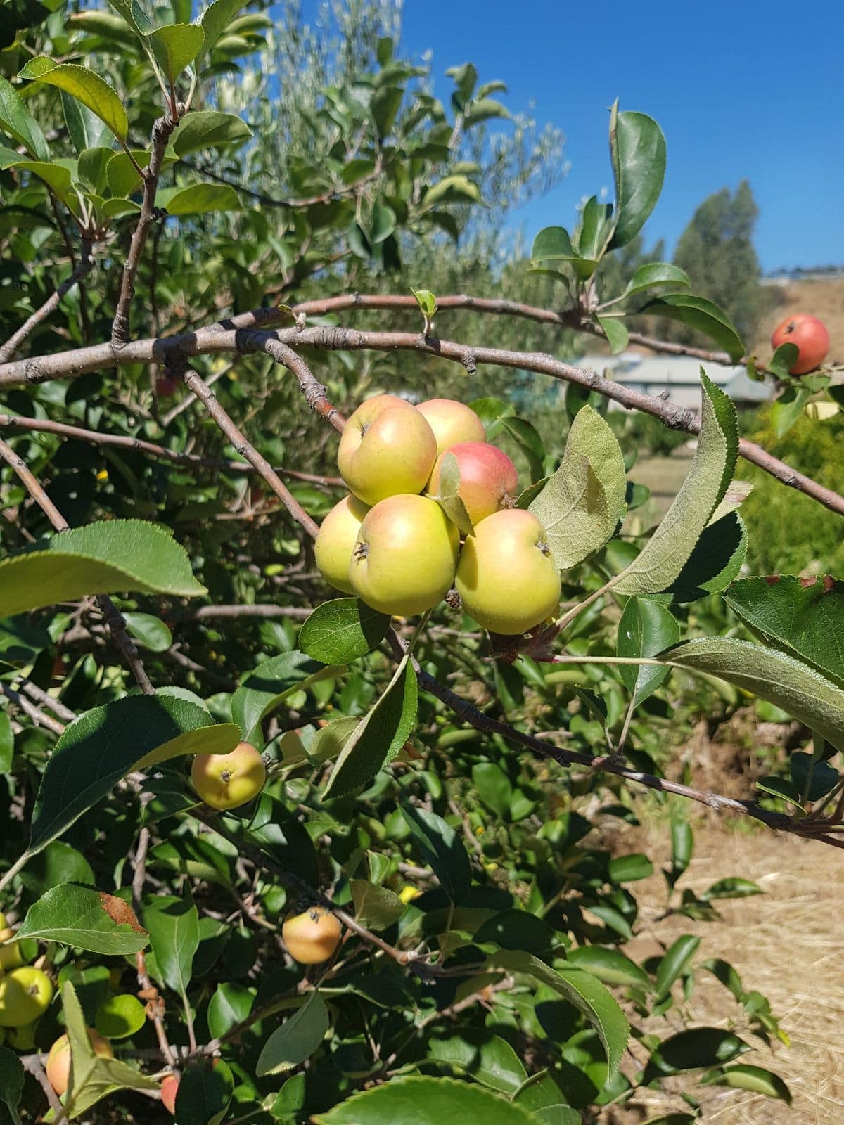 Finca – Cortijo in Estepona, Málaga in Estepona - foto 12