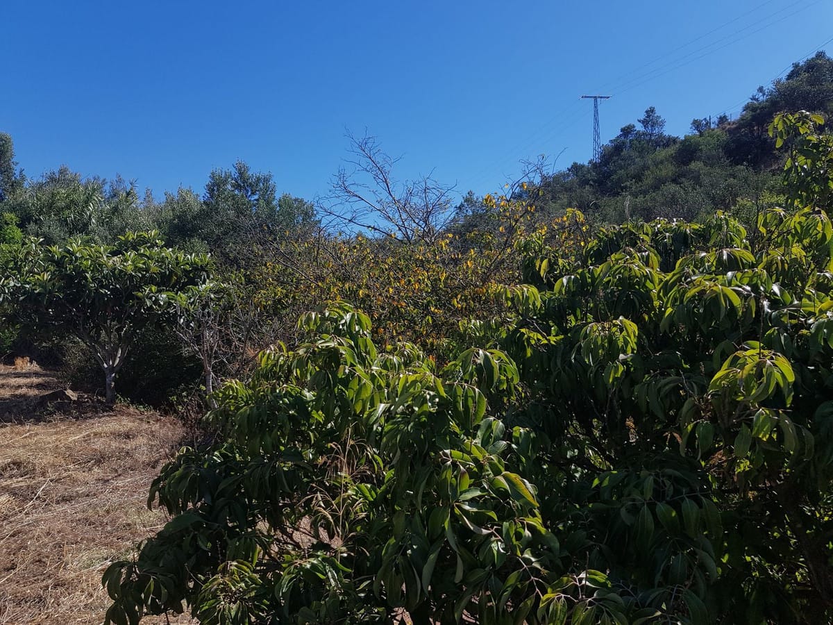 Finca – Cortijo in Estepona, Málaga in Estepona - foto 4