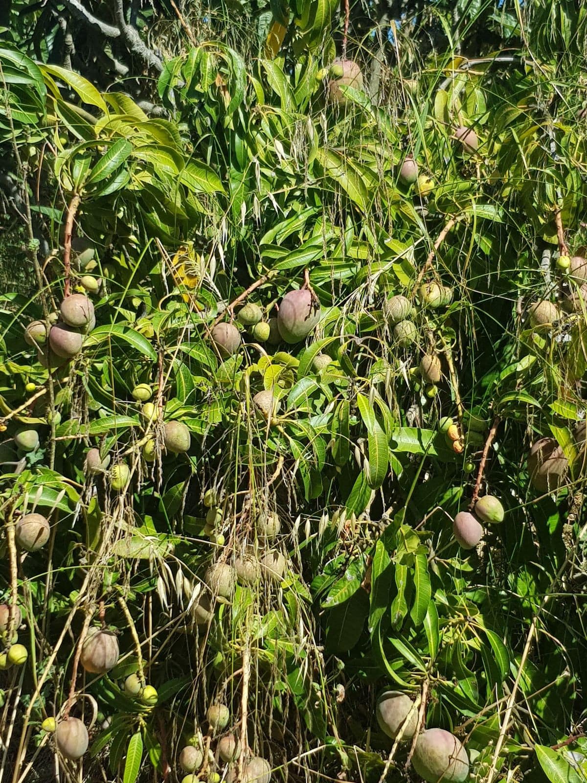 Finca – Cortijo in Estepona, Málaga in Estepona - foto 8