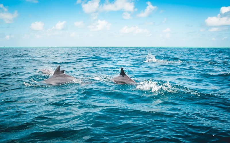 New species of Dolphins in Turkey