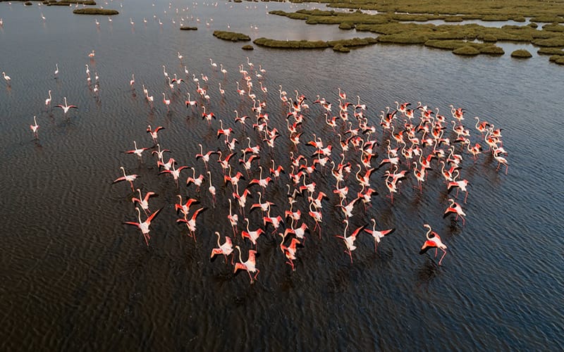 Migratory birds in Konya Turkey