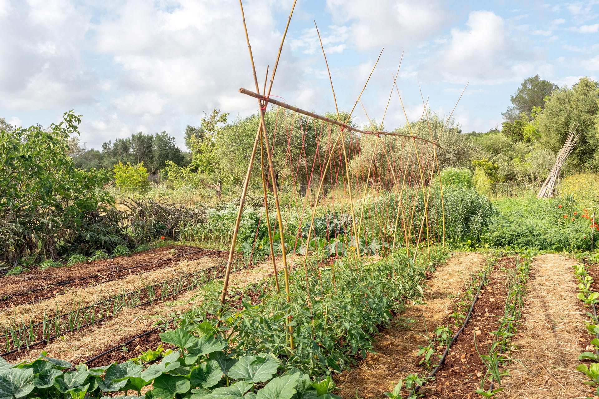 Country home on large plot in a private location 17